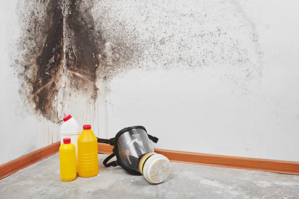 Crawl Space Mold Removal in Steele Creek, AK