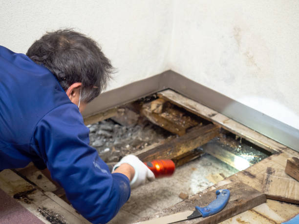 Best Fast Mold Removal  in Steele Creek, AK