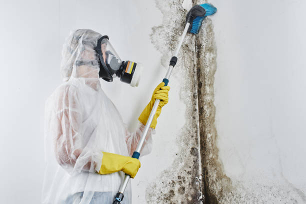 Best Professional Mold Removal  in Steele Creek, AK