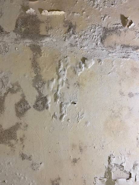 Best Best Mold Removal Companies  in Steele Creek, AK