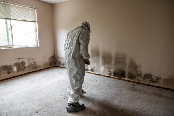 Best Mold Testing  in Steele Creek, AK