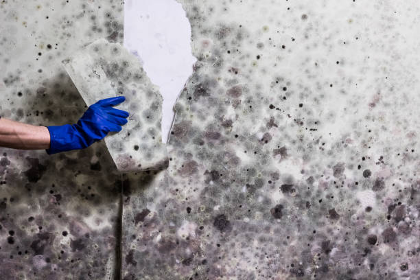 Best Fast Mold Removal  in Steele Creek, AK