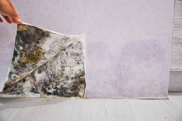 Water Damage Restoration in Steele Creek, AK